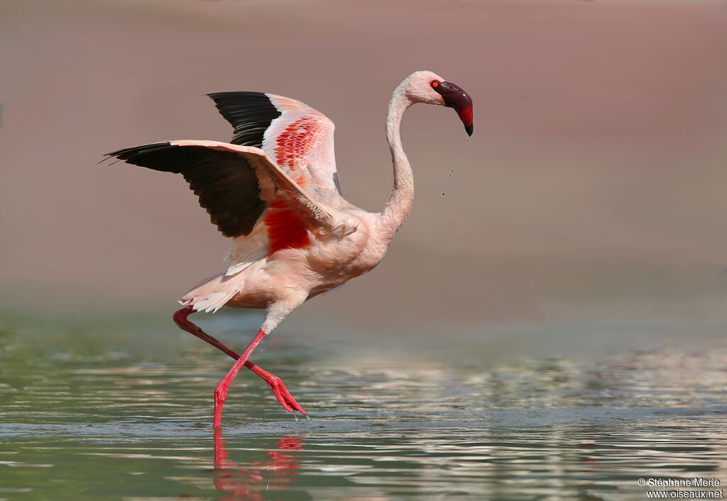 Lesser Flamingo