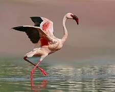 Lesser Flamingo