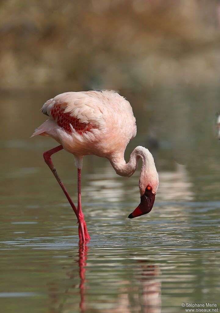 Lesser Flamingo