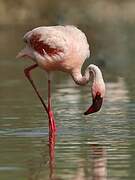 Lesser Flamingo