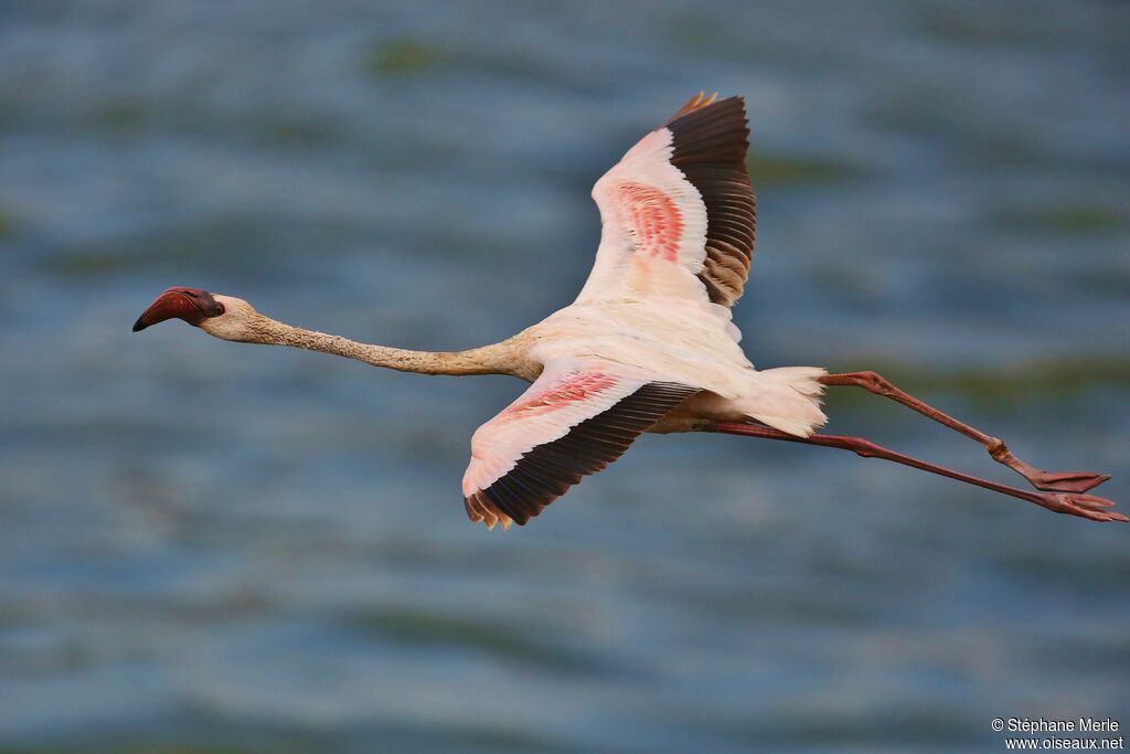 Lesser Flamingoimmature