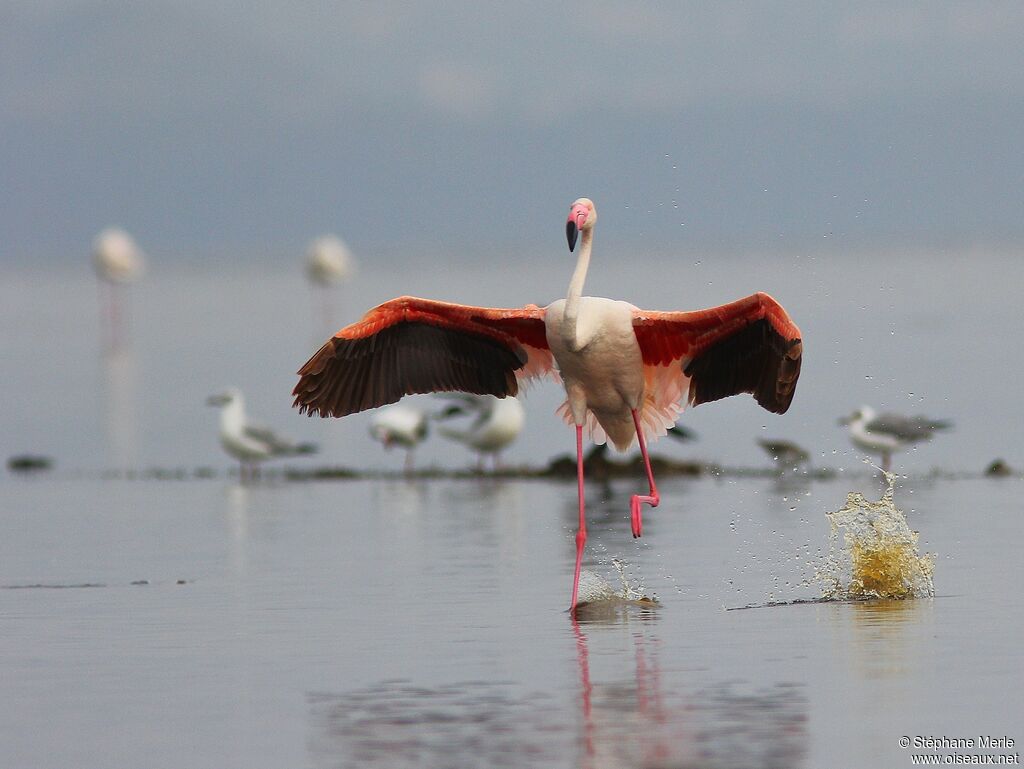 Flamant roseadulte