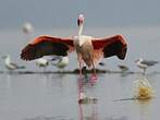 Flamant rose