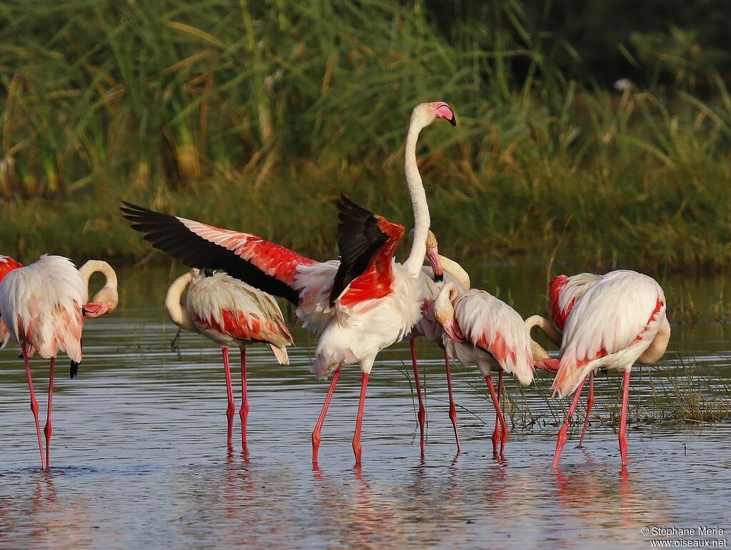 Flamant rose