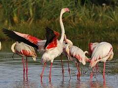 Greater Flamingo