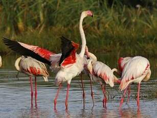 Flamant rose