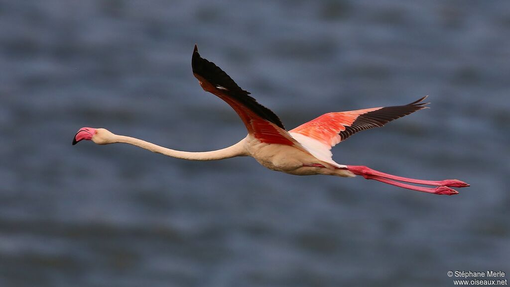 Flamant roseadulte