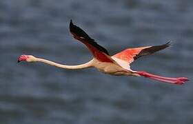 Flamant rose