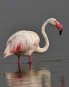 Flamant rose