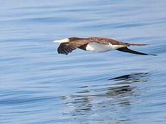 Brown Booby