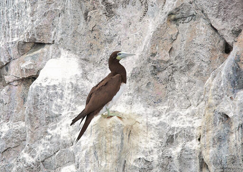 Brown Boobyadult breeding