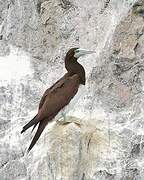 Brown Booby