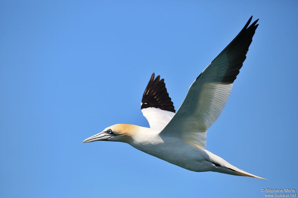 Northern Gannetadult breeding