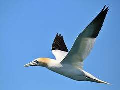 Northern Gannet