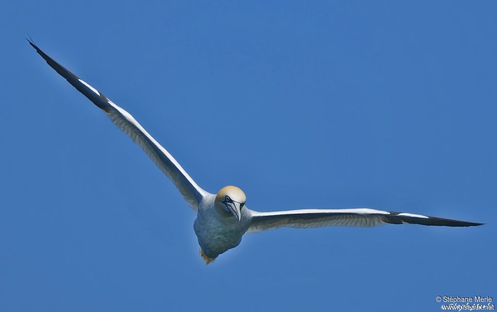 Northern Gannet