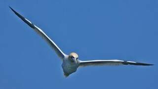 Northern Gannet