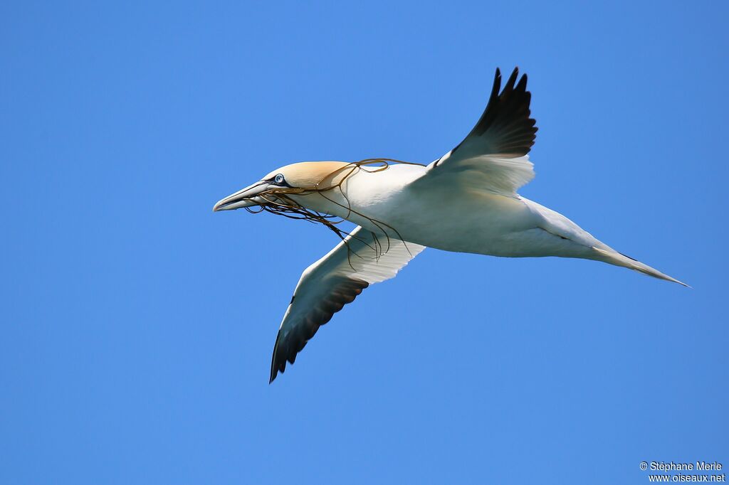 Northern Gannet