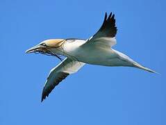 Northern Gannet