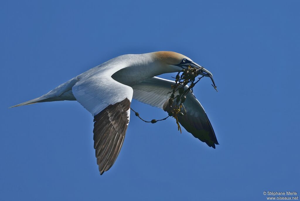 Northern Gannet