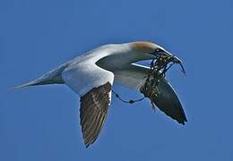 Northern Gannet