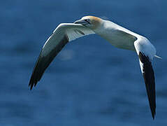 Northern Gannet