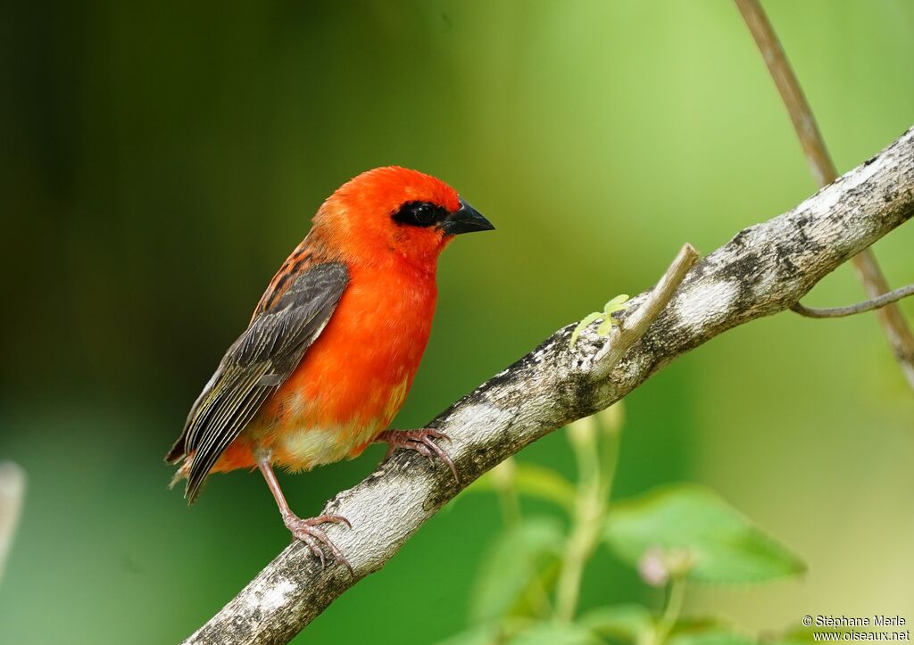 Red Fody male adult breeding