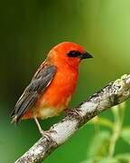 Foudi rouge