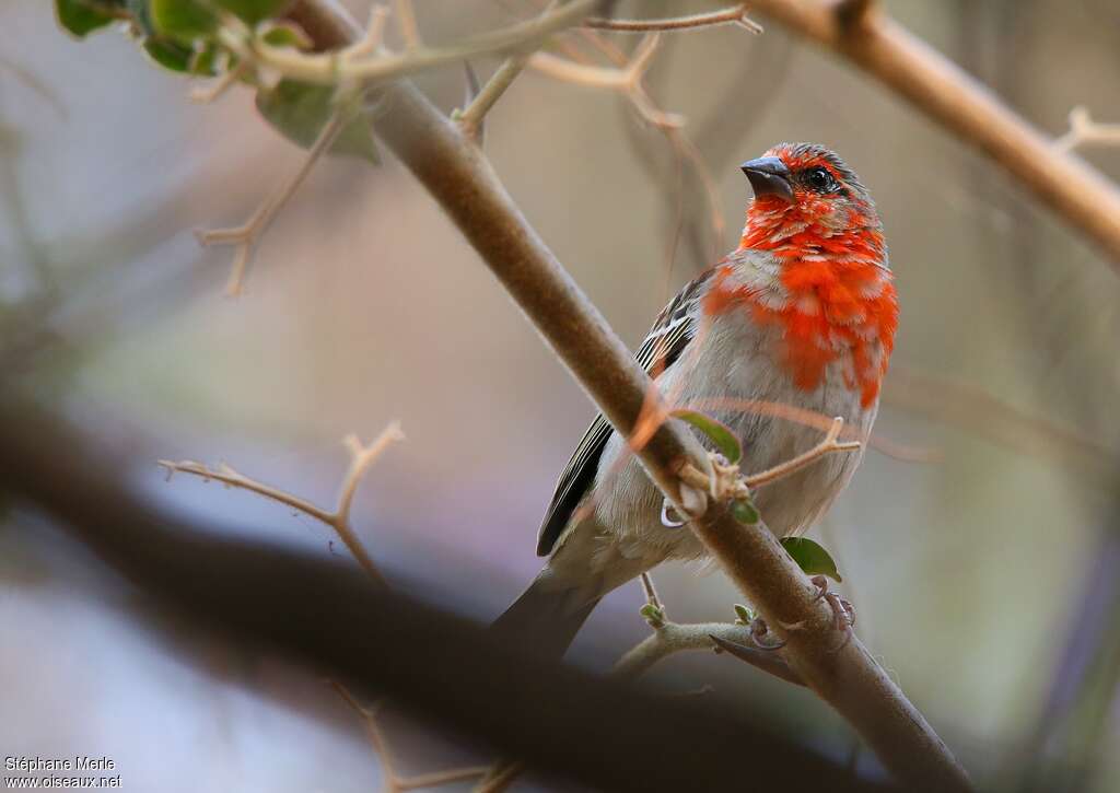 Red Fody male adult transition