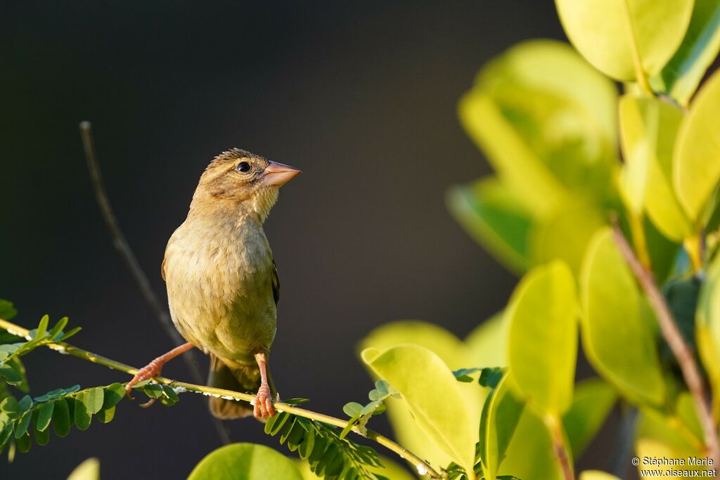 Red Fody female adult