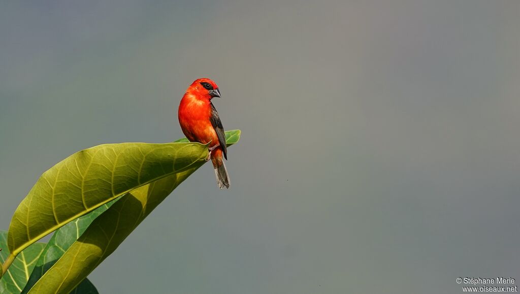 Red Fody male adult breeding