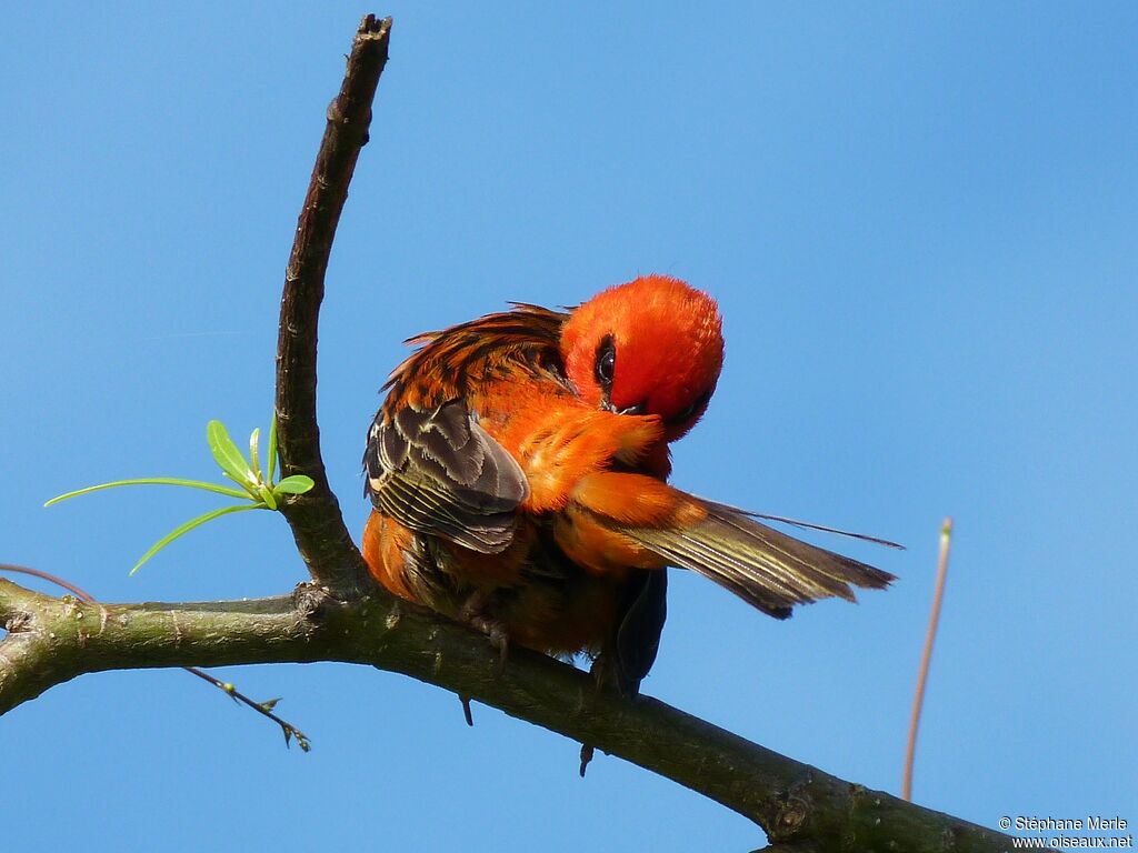 Red Fody male adult