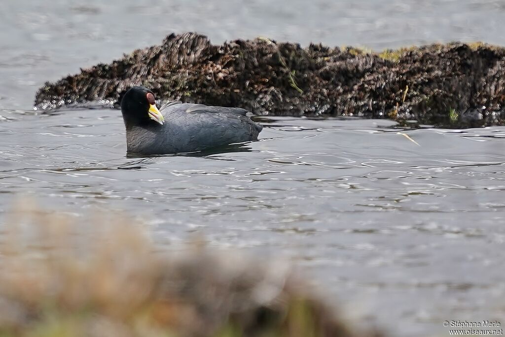 Andean Cootadult