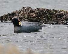 Andean Coot