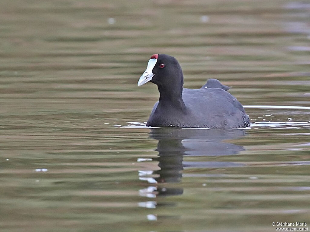 Foulque caronculéeadulte