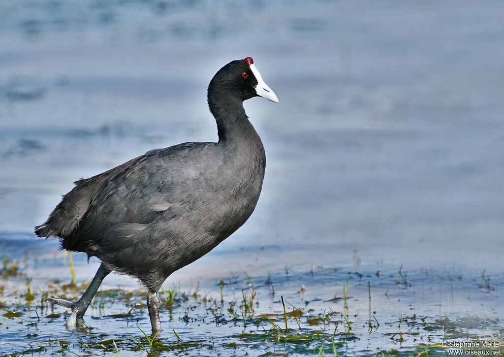 Red-knobbed Cootadult