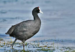 Red-knobbed Coot