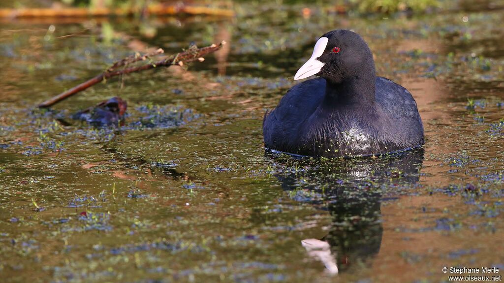 Eurasian Cootadult