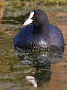 Eurasian Coot