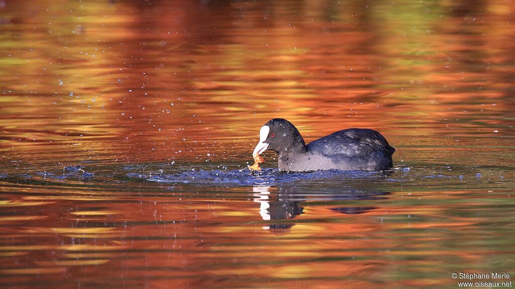 Eurasian Cootadult