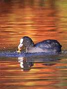 Eurasian Coot