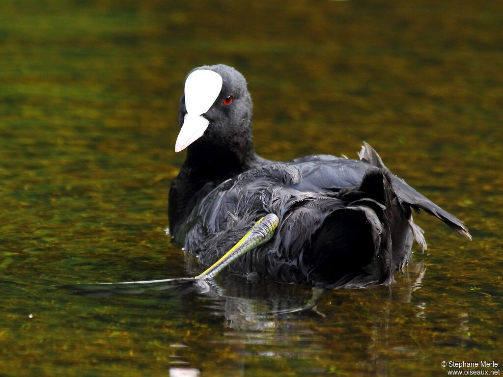 Eurasian Coot