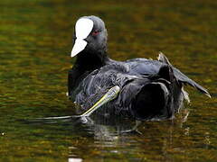 Eurasian Coot