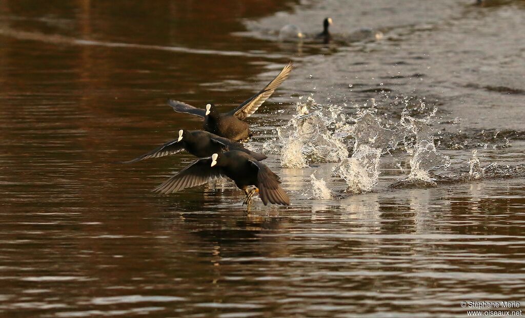 Eurasian Coot