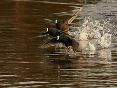 Eurasian Coot