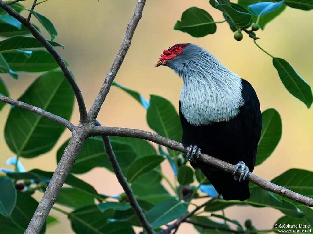 Seychelles Blue Pigeonadult