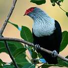 Founingo rougecap