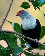 Seychelles Blue Pigeon