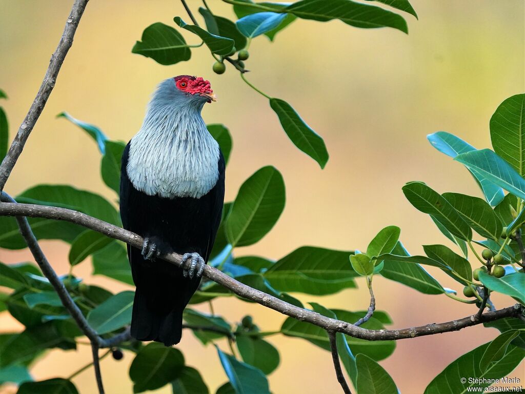 Seychelles Blue Pigeonadult