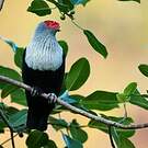 Founingo rougecap