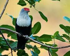 Seychelles Blue Pigeon